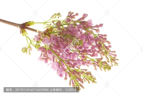 丁香花
