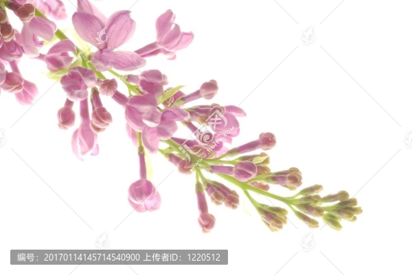 丁香花