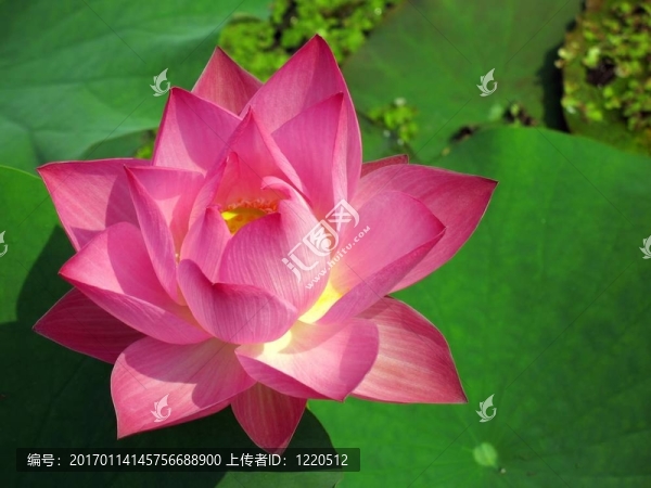 輻射水百合-匯圖網(wǎng) www.fosd68.com 輻射水百合