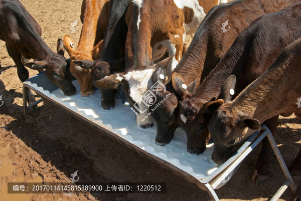 小牛喝牛奶