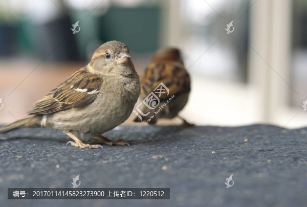 麻雀
