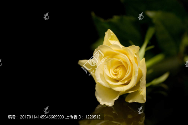 黃玫瑰