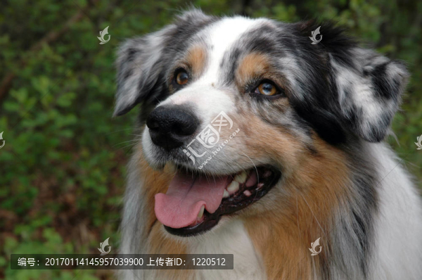 澳大利亞牧羊犬