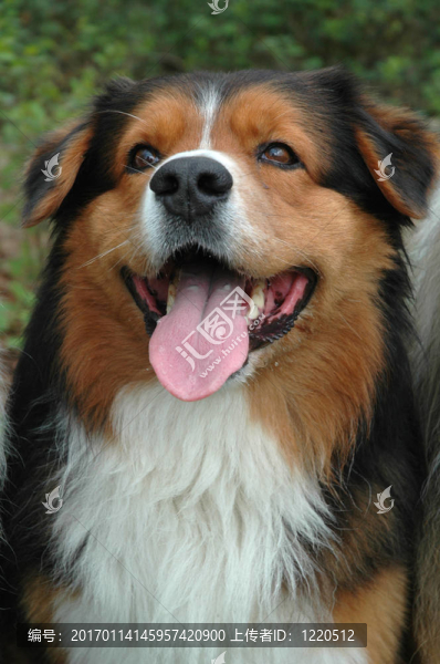 澳大利亞牧羊犬