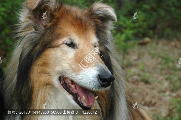 牧羊犬