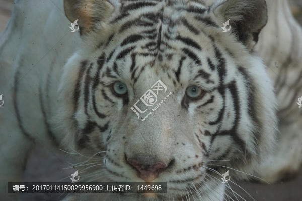 猛虎