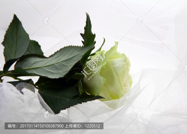 綠色的玫瑰