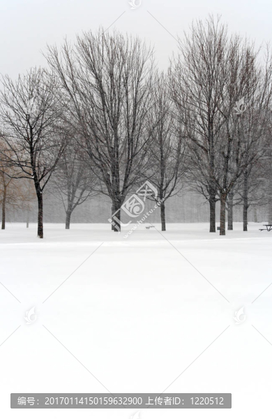 冬季暴風(fēng)雪中的樹木