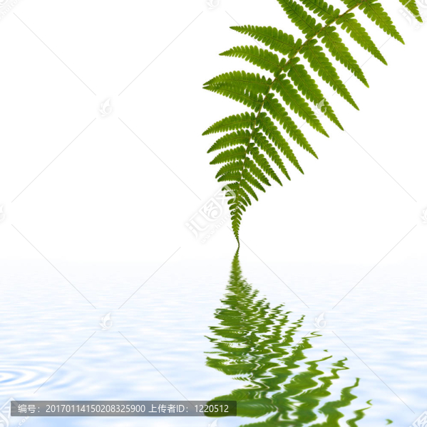 蕨葉的簡單