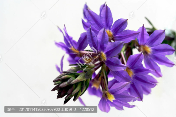 紫色的野花