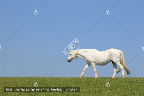 白馬威士忌美