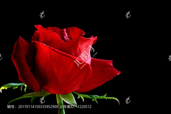 紅玫瑰花蕾