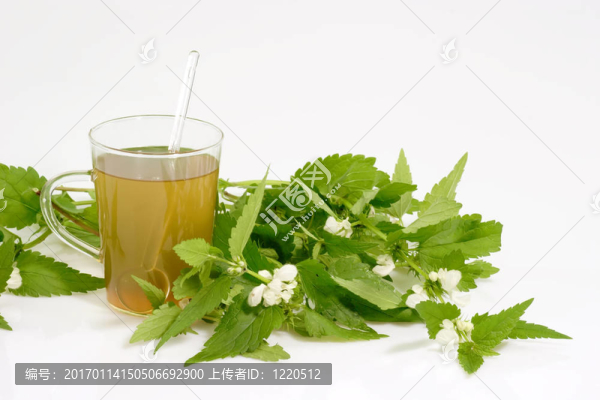 鮮茶