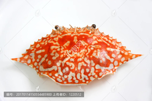 帝王蟹的殼
