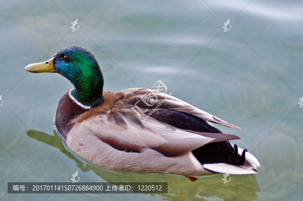 綠頭鴨游泳