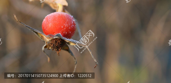 玫瑰果
