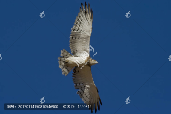 黑胸蛇鷹