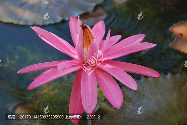 粉色的睡蓮