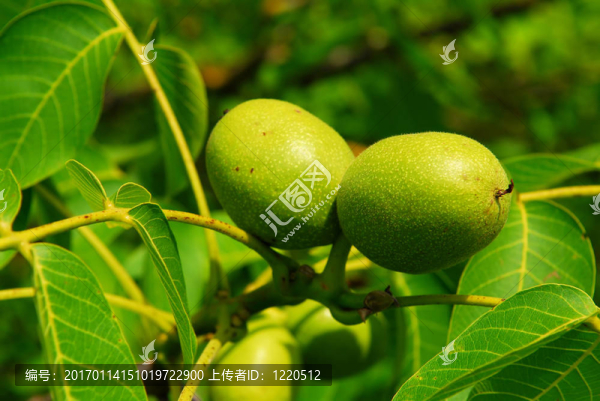 樹上的核桃