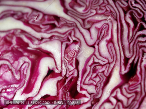 丁香大白菜像一個(gè)大腦