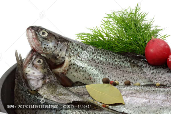 鱒魚養(yǎng)殖