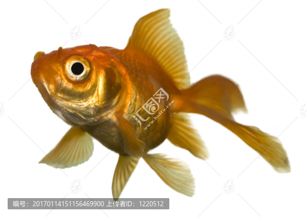 魚