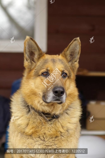 德國(guó)牧羊犬