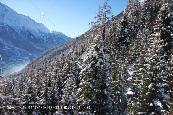 霞慕尼森林山