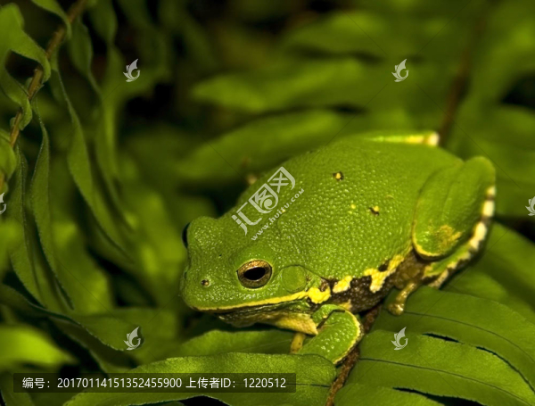 樹(shù)蛙迷彩