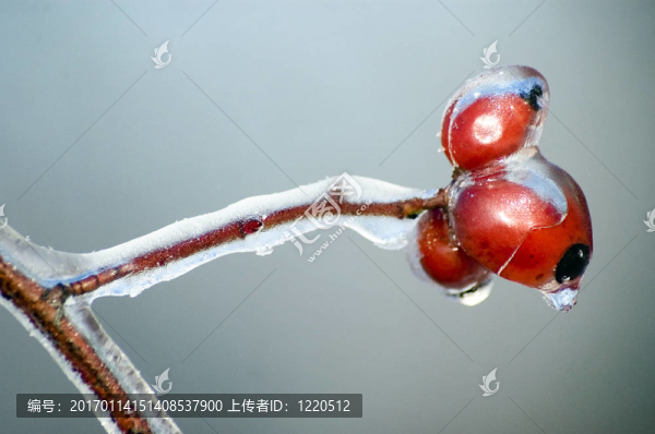 冬季玫瑰果。