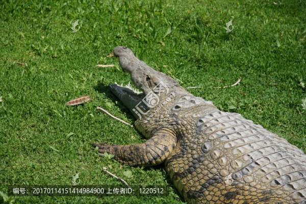 鱷魚1