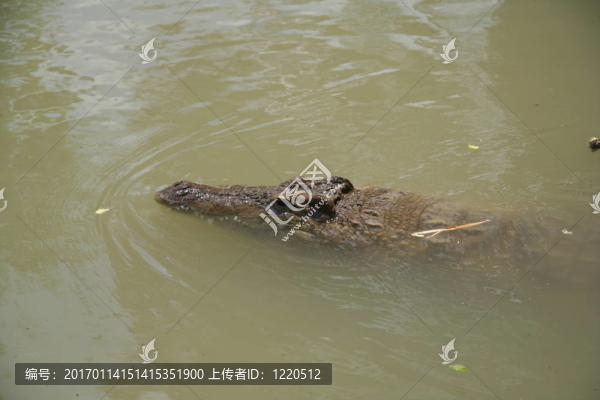 鱷魚2