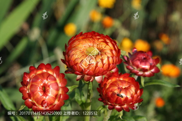 薊