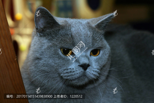 英國(guó)的貓