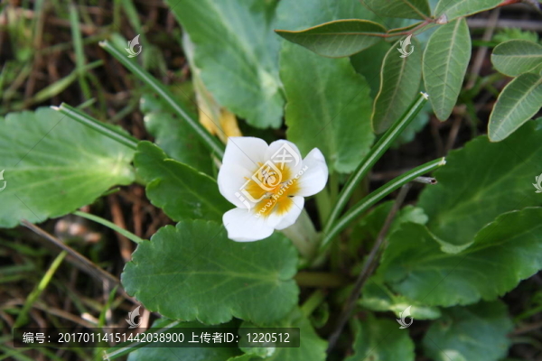番紅花2