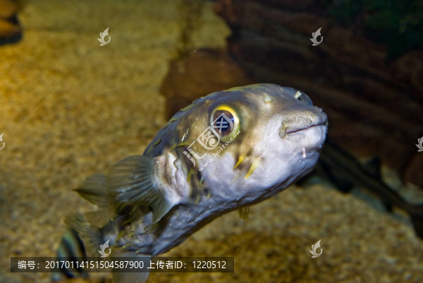 可愛的魚