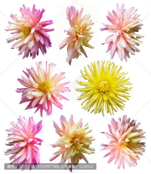 花集