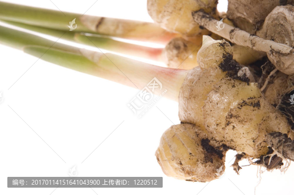 鮮姜根。植物