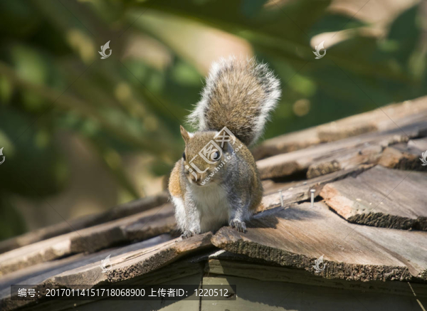 東灰松鼠