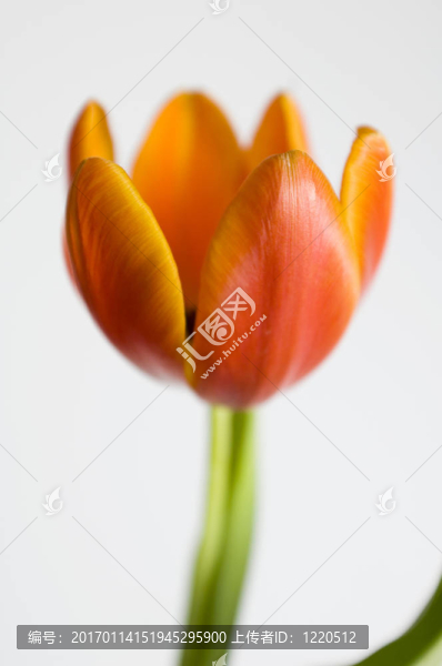 美麗的花