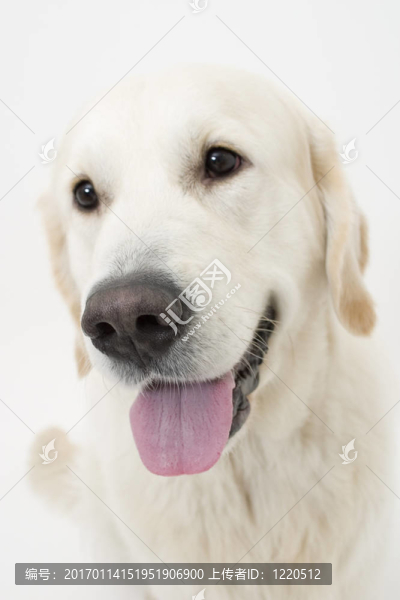 狗