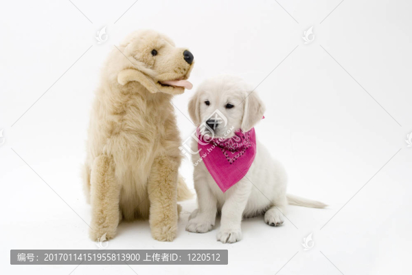 可愛(ài)的小狗