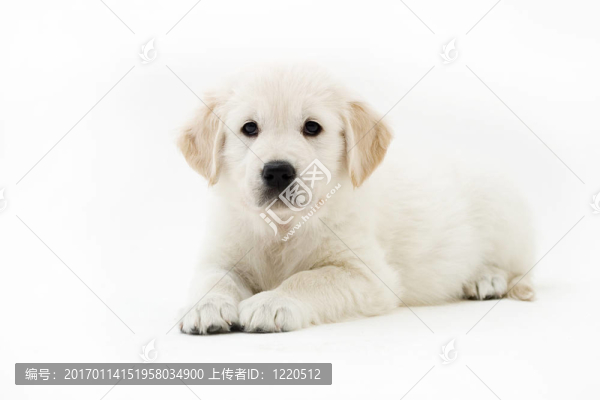 可愛的小狗