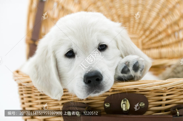 獵犬