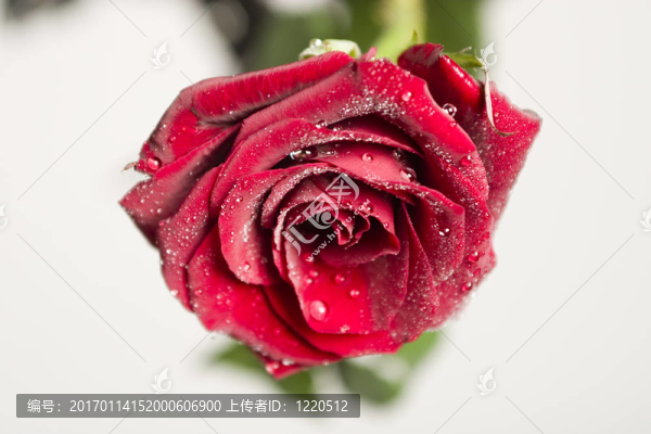 紅玫瑰
