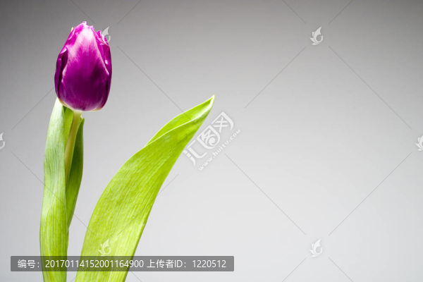 紫色郁金香