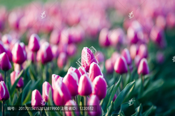tullips