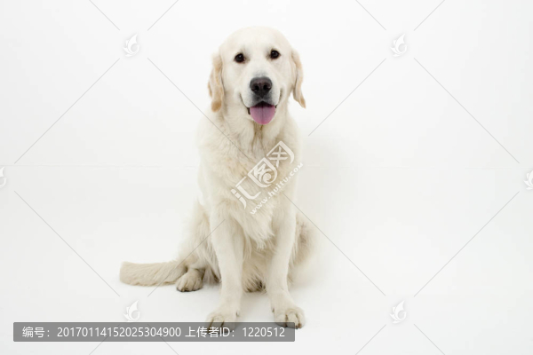 金毛獵犬