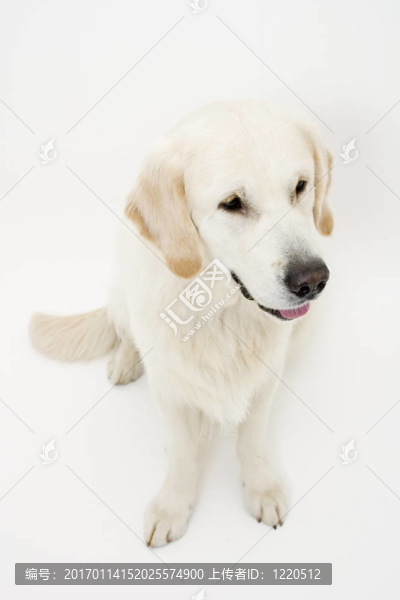 可愛(ài)的狗