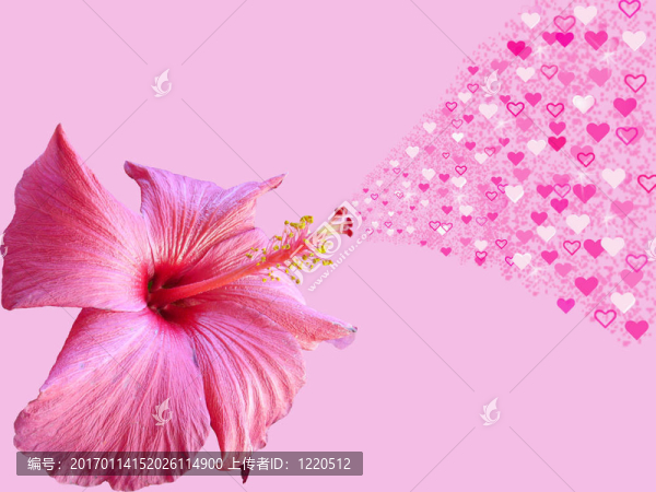 芙蓉的心